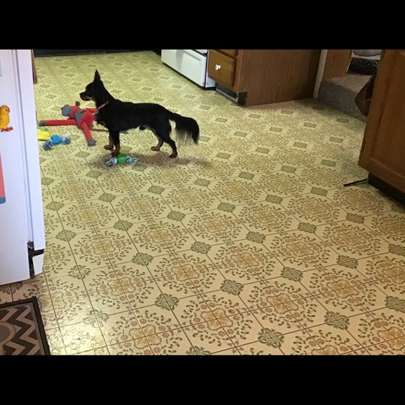 I Got A New Dog .. this is Petey - Picture 1 of 8